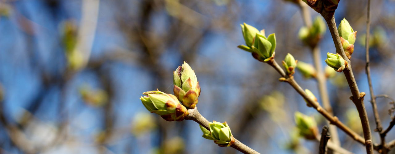 Spring buds